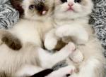 August Snowdoll Ragdoll - Ragdoll Kitten For Sale - Nixa, MO, US