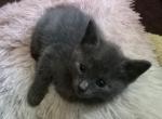 Grey - Ocicat Kitten For Sale