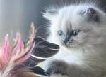 Afina - Scottish Straight Kitten For Sale - Watertown, NY, US