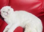 MIKEY - Scottish Fold Kitten For Sale - Sunnyvale, CA, US