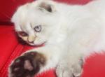 MILLA - Scottish Fold Kitten For Sale - Sunnyvale, CA, US