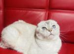 RETIRED BREEDING Varya - Scottish Fold Cat For Sale/Retired Breeding - Sunnyvale, CA, US