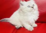 MIA longhair - British Shorthair Kitten For Sale - Sunnyvale, CA, US