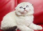 Bear scottish fold male - Scottish Fold Kitten For Sale - 