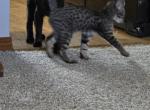 F3 litter - Savannah Kitten For Sale - Gillette, WY, US