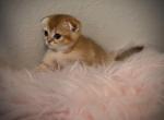 Luna - Scottish Fold Kitten For Sale - North Port, FL, US