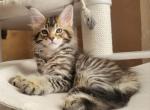 Cimbo - Maine Coon Kitten For Sale - Boston, MA, US