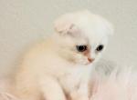 Thomis - Scottish Straight Kitten For Sale - North Port, FL, US