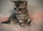 Tomi - Scottish Straight Kitten For Sale - 