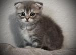 Amino - Scottish Fold Kitten For Sale - 