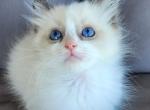 Blue point mitted ragdoll - Ragdoll Kitten For Sale - Seattle, WA, US