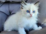 Female Ragdoll kitten - Ragdoll Kitten For Sale - Seattle, WA, US