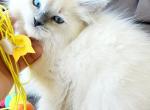 Ragdolls kittens males and females available - Ragdoll Kitten For Sale - Seattle, WA, US