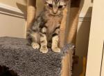 Kirby - Bengal Kitten For Sale - Nottingham, MD, US