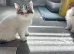 Exotic short hair kitties male - Exotic Kitten For Sale - Las Vegas, NV, US