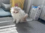 Persian boy for sale - Persian Kitten For Sale - Las Vegas, NV, US