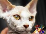 Barnaby - Devon Rex Kitten For Sale - 