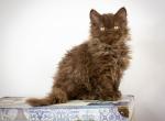 Griffith - Selkirk Rex Cat For Sale - 