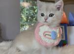 Ball - British Shorthair Kitten For Sale - Las Vegas, NV, US