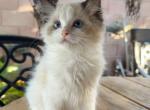 Tutu - Ragdoll Kitten For Sale - Las Vegas, NV, US