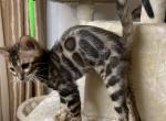 Tim - Bengal Kitten For Sale - Chicago, IL, US