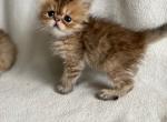 Benji - Persian Kitten For Sale - Lexington, KY, US