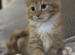 Maine Coon Kittens - Maine Coon Kitten For Sale - Sarasota, FL, US