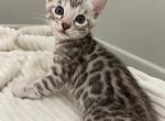 SANIA - Bengal Kitten For Sale - 