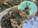 Bengal kitties - Bengal Kitten For Sale - 