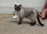 Cloud - Siamese Cat For Sale - Astoria, NY, US
