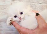 Scottish fold longhaired baby face kitten - British Shorthair Kitten For Sale - Seattle, WA, US