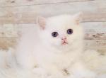 British shorthair chinchilla kitten boy - British Shorthair Kitten For Sale - Seattle, WA, US