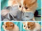 Bobby - Persian Kitten For Sale - 