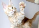 Elite Planet Nord - Maine Coon Kitten For Sale - Charlotte, NC, US
