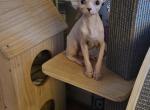 Finn - Sphynx Kitten For Sale - 