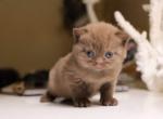 Cinnamon - British Shorthair Kitten For Sale - Vancouver, WA, US