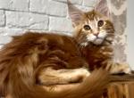 Yaroslava - Maine Coon Kitten For Sale - Boston, MA, US