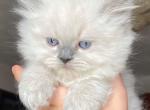 Litter of three - Himalayan Kitten For Sale - Vestal, NY, US