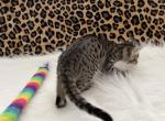 Milo - Savannah Kitten For Sale - Vandalia, OH, US