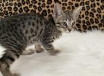 Atlas - Savannah Kitten For Sale - Vandalia, OH, US