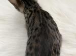 Speckles - Savannah Kitten For Sale - Vandalia, OH, US