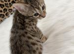 Madam Nina - Savannah Kitten For Sale - Vandalia, OH, US