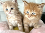 Simba - Maine Coon Kitten For Sale - Turlock, CA, US