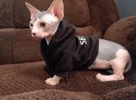 Bernard - Sphynx Kitten For Sale - Miami, FL, US