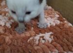 Blue Point Siamese Kittens - Siamese Kitten For Sale - 