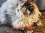 CFA Vanier's Truffles - Persian Kitten For Sale - Argyle, TX, US