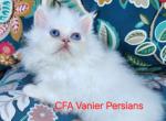 CFA Vanier's Ole' Blue eyes - Persian Kitten For Sale - Argyle, TX, US