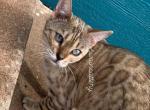 Venus is Expecting - Bengal Kitten For Sale - Oklahoma City, OK, US