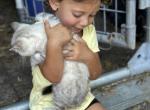 Sochi - Bengal Kitten For Sale - De Leon Springs, FL, US