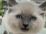 Belle's Kitten 2 - Ragdoll Kitten For Sale - 